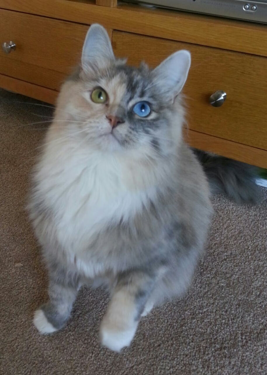 MILANSPORT入口-五大联赛残阵应战能力考验球队应变性，五大联赛激烈程度