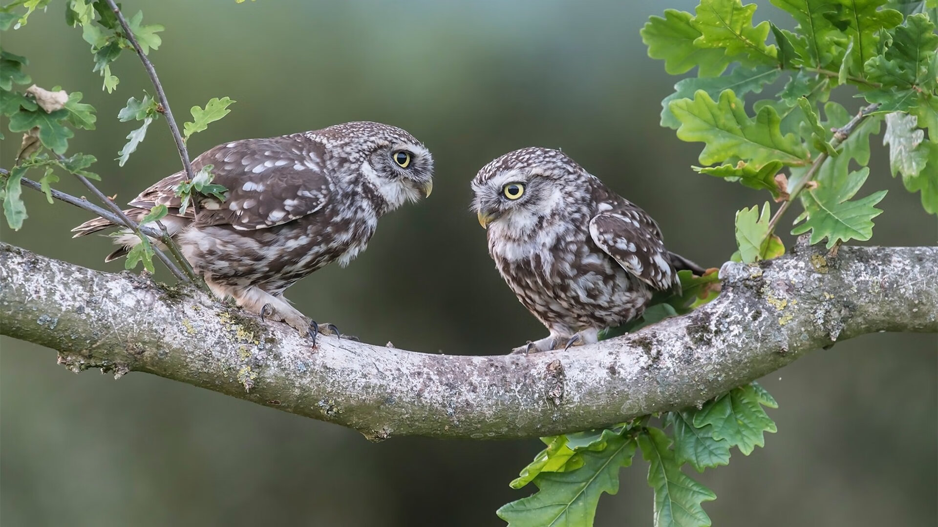 米兰体育-亚洲杯中国青年队战胜 球员表现令人满意，青年队 亚冠