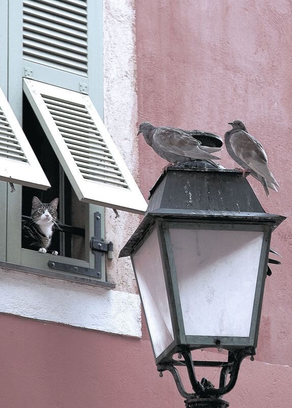 AC米兰-加拿大队赛制研究：如何通过赛制创新提升比赛效率，加拿大赛道