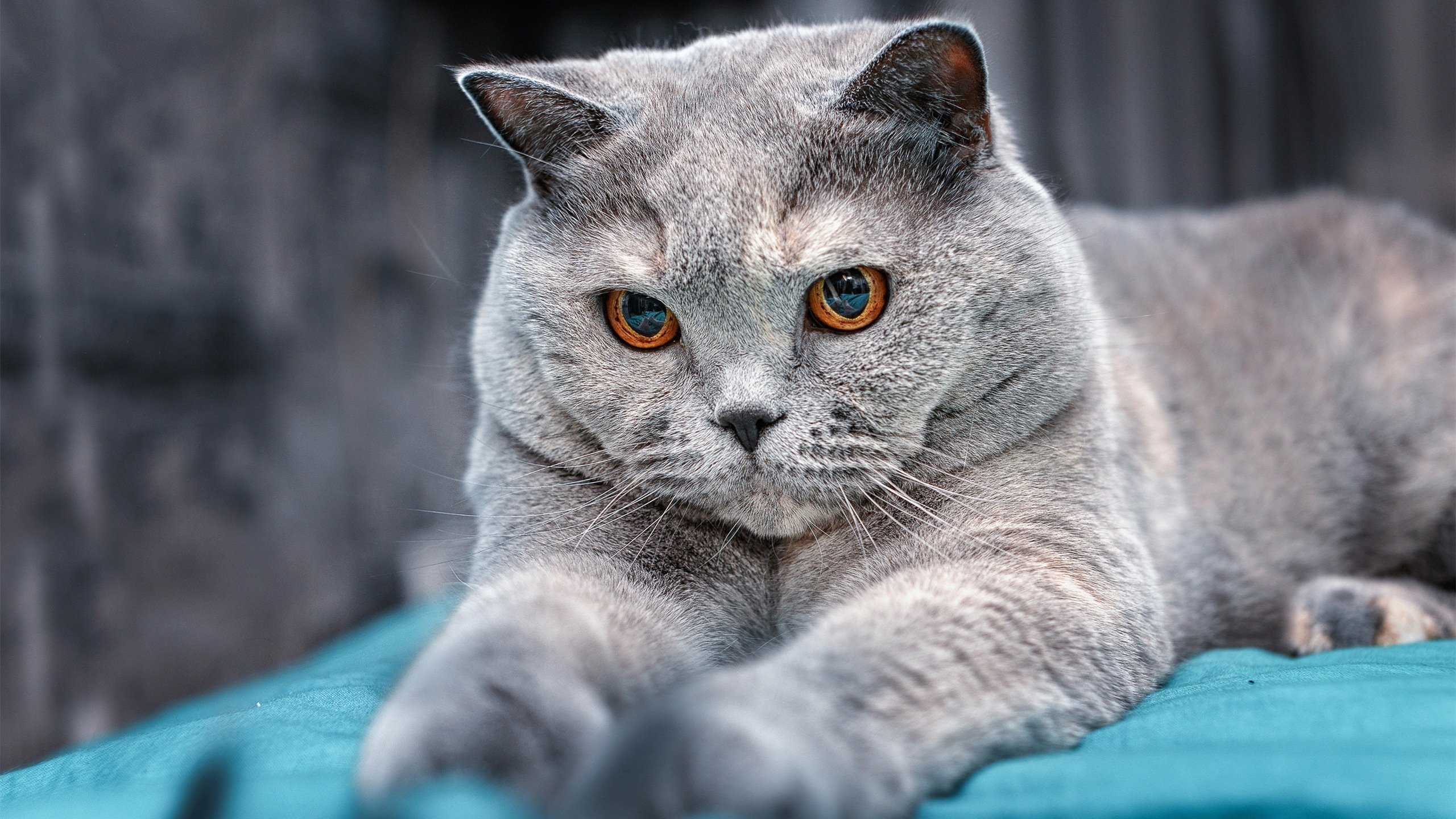 米兰登录入口-校园足球缺乏大数据评估平台支持，高校校园足球开展现状调查