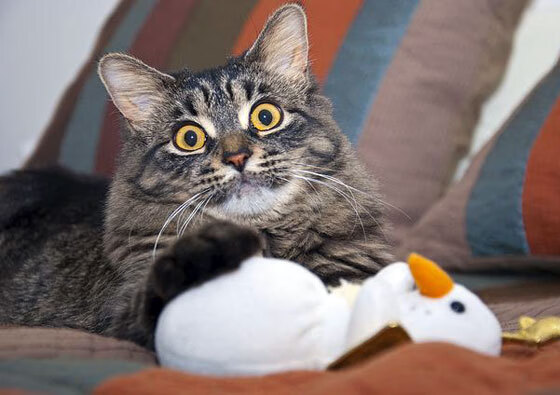 米兰体育-法兰克福中锋支点作用显著提升，法兰克福前锋