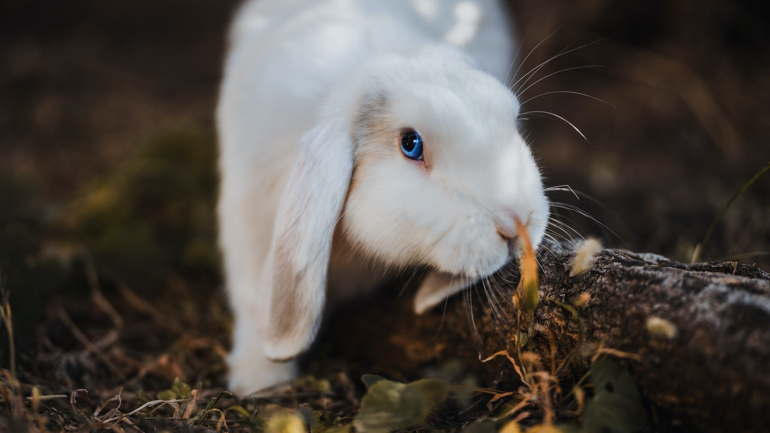 米兰体育-男子100米自由泳技术数据解读，男子100米自由泳技术数据解读视频