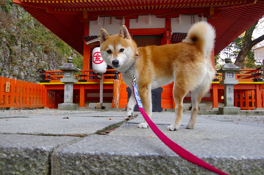 米兰体育-斯洛文尼亚男篮在欧洲锦标赛中表现优异,冲击金牌