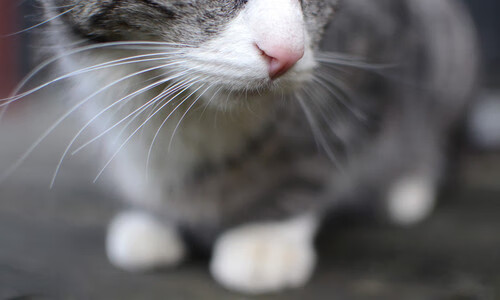 米兰登录入口-水球淘汰赛摩纳哥表现沉着冷静，水球淘汰赛摩纳哥表现沉着冷静吗