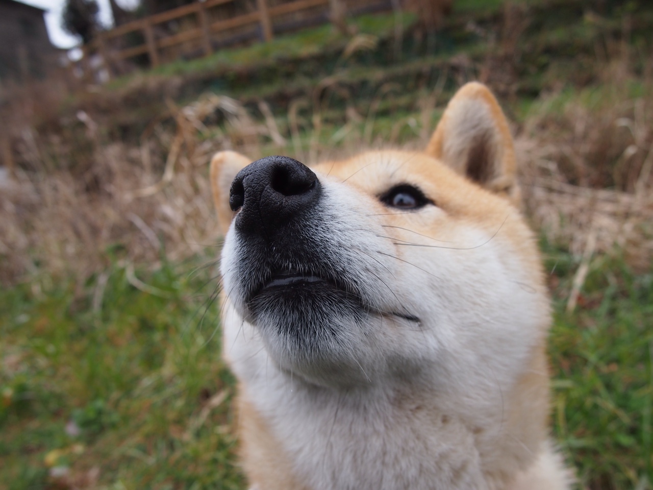 AC米兰-澳大利亚男子橄榄球队回归巅峰之路引发热议，澳大利亚橄榄球比分
