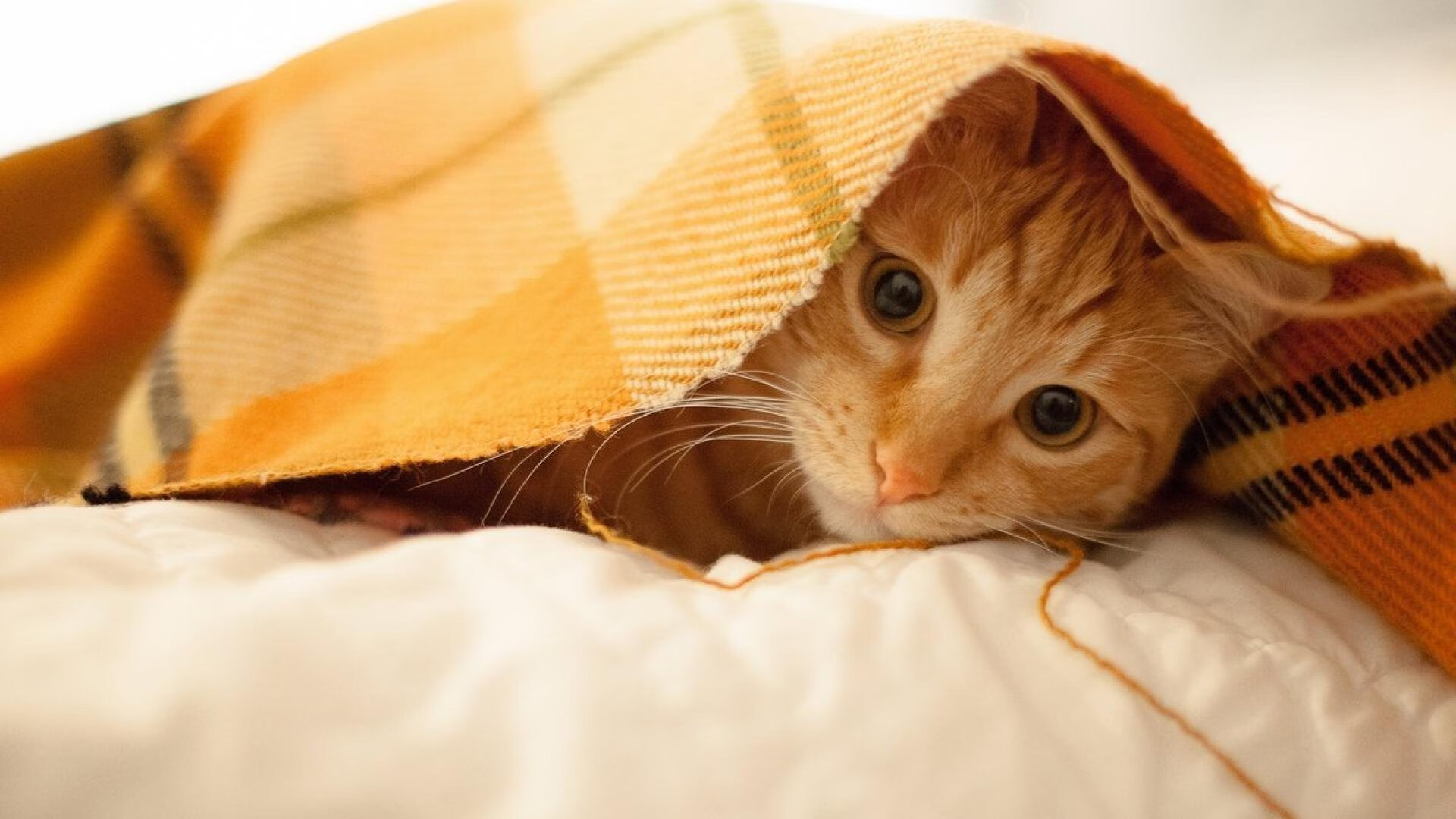 米兰体育官网-贝尔哈德·福特：逐步崛起为全黑队最值得信赖的后防球员，贝尔福特vs丹亨德森