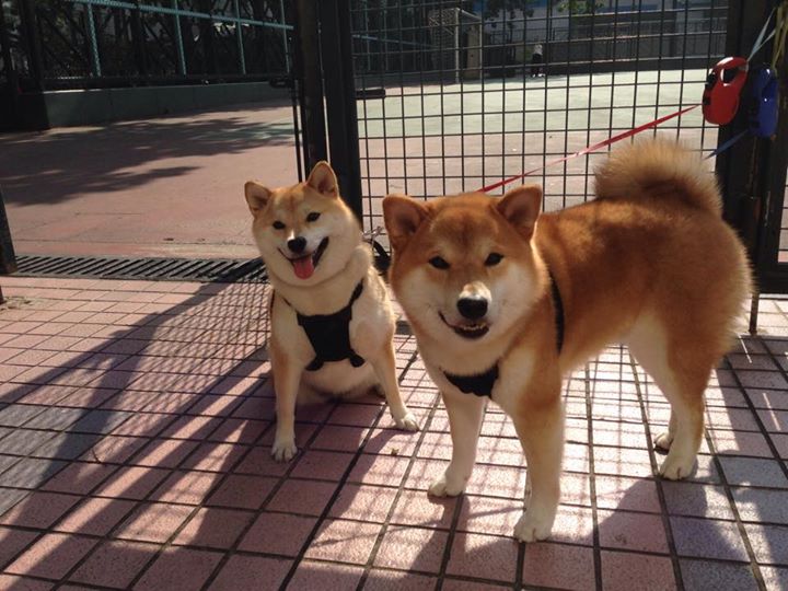 MILANSPORT下载-跨界合作推出足球文化系列电影，掀起体育与影视的跨界热潮，足球系列电影科教片